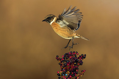 BUITEN BEELD Foto: 309472