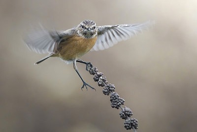 BUITEN BEELD Foto: 309475