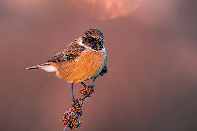 BUITEN BEELD Foto: 309476