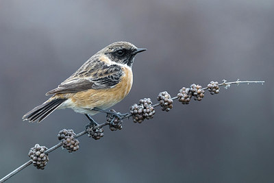 BUITEN BEELD Foto: 309477