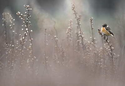 BUITEN BEELD Foto: 309478