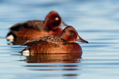 BUITEN BEELD Foto: 309481