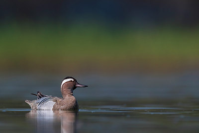 BUITEN BEELD Foto: 309488