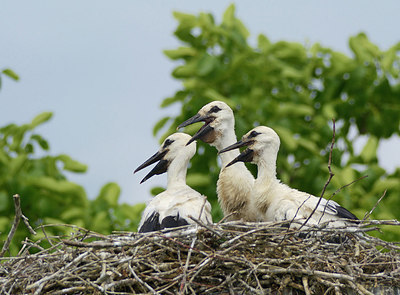 BUITEN BEELD Foto: 309518