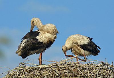 BUITEN BEELD Foto: 309519