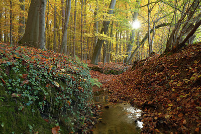 BUITEN BEELD Foto: 309520