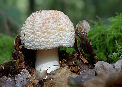 BUITEN BEELD Foto: 309525