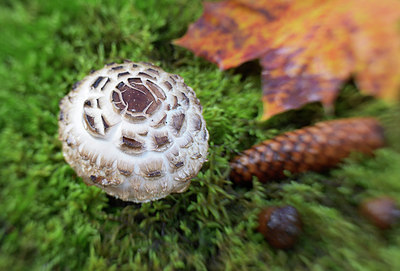 BUITEN BEELD Foto: 309529