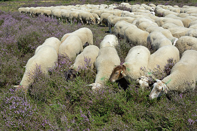 BUITEN BEELD Foto: 309530