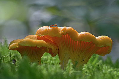 BUITEN BEELD Foto: 309538