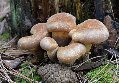 BUITEN BEELD Foto: 309539