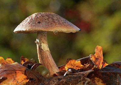 BUITEN BEELD Foto: 309541