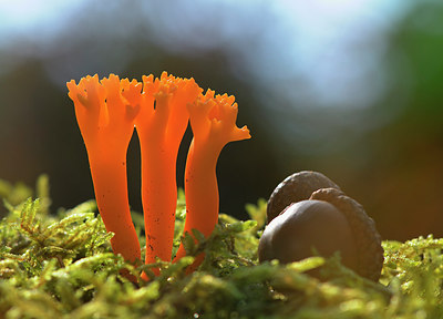 BUITEN BEELD Foto: 309546