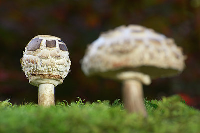 BUITEN BEELD Foto: 309548