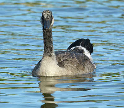 BUITEN BEELD Foto: 309549