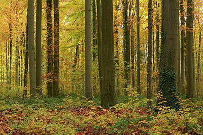 BUITEN BEELD Foto: 309554