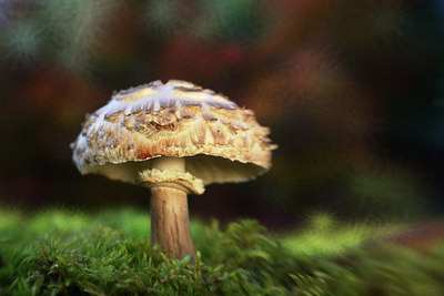 BUITEN BEELD Foto: 309559