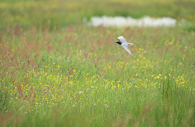 BUITEN BEELD Foto: 309566