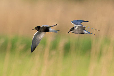 BUITEN BEELD Foto: 309567