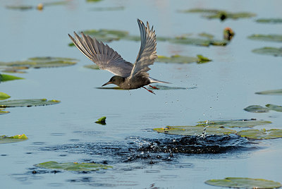 BUITEN BEELD Foto: 309568