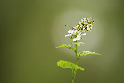 BUITEN BEELD Foto: 309578