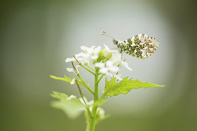 BUITEN BEELD Foto: 309579