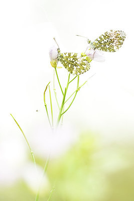 BUITEN BEELD Foto: 309588