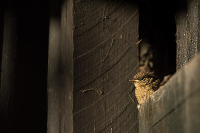 BUITEN BEELD Foto: 309593