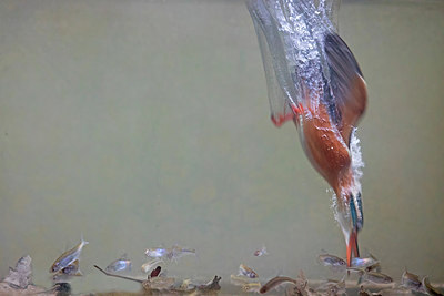 BUITEN BEELD Foto: 309598