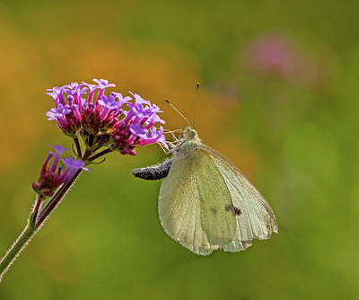 BUITEN BEELD Foto: 309610