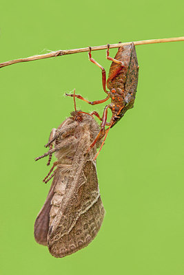 BUITEN BEELD Foto: 309613