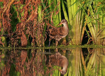 BUITEN BEELD Foto: 309628
