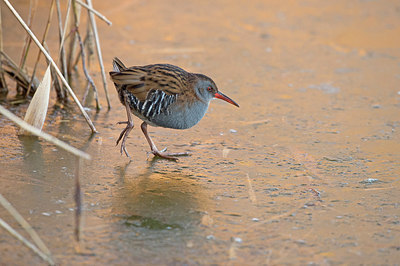 BUITEN BEELD Foto: 309629