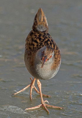 BUITEN BEELD Foto: 309632