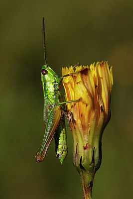 BUITEN BEELD Foto: 309639