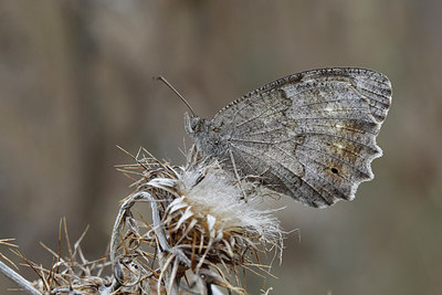 BUITEN BEELD Foto: 309653