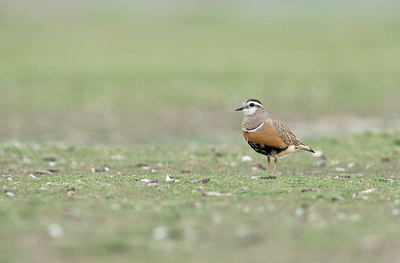 BUITEN BEELD Foto: 309656