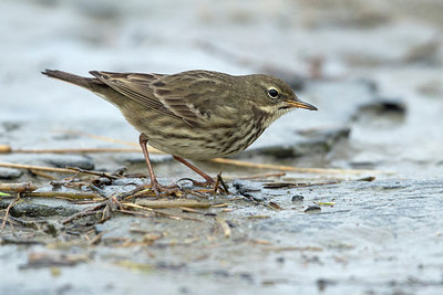 BUITEN BEELD Foto: 309659