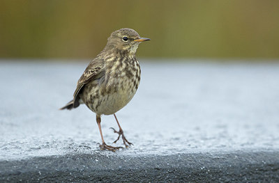 BUITEN BEELD Foto: 309660