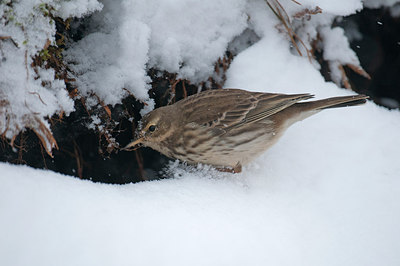 BUITEN BEELD Foto: 309665