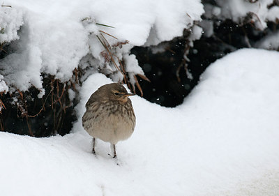 BUITEN BEELD Foto: 309666