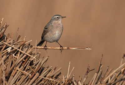BUITEN BEELD Foto: 309669