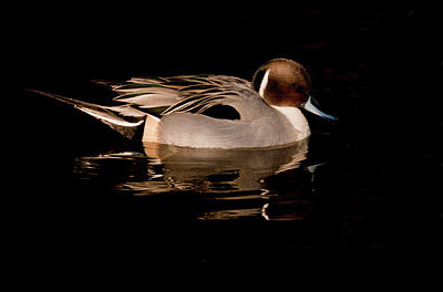 BUITEN BEELD Foto: 309674