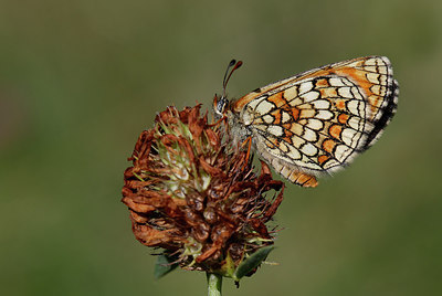 BUITEN BEELD Foto: 309725