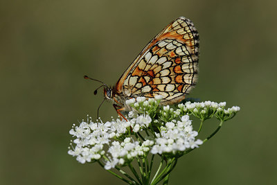 BUITEN BEELD Foto: 309726