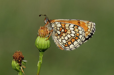 BUITEN BEELD Foto: 309727
