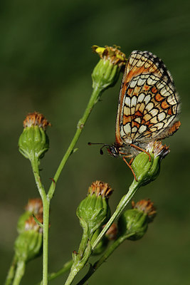BUITEN BEELD Foto: 309728