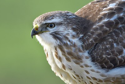BUITEN BEELD Foto: 309738