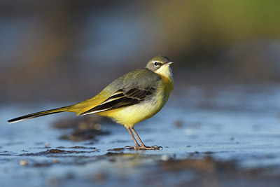 BUITEN BEELD Foto: 309748