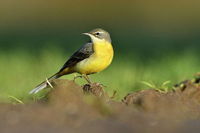 BUITEN BEELD Foto: 309758
